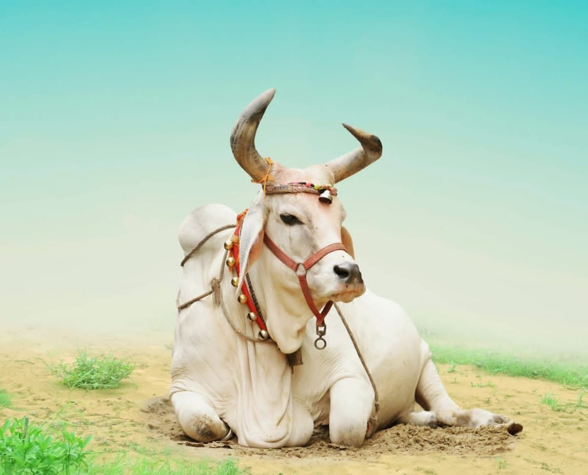 हस्तरेखा एवं ज्योतिष परामर्श